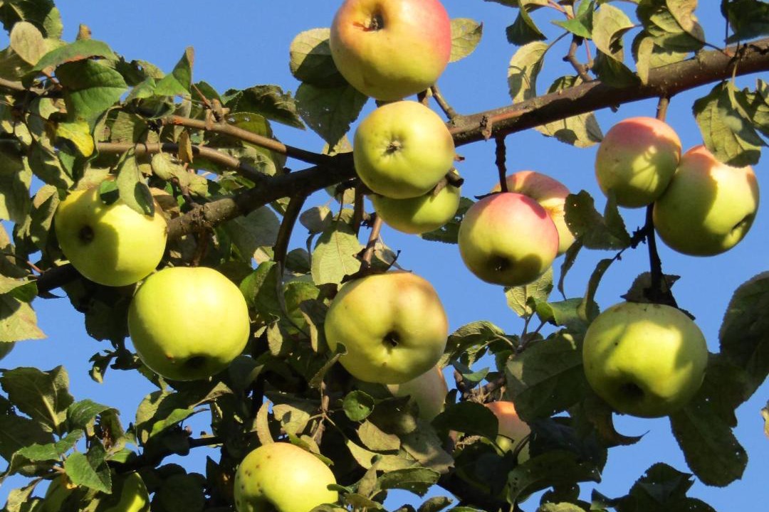 Photo of Outdoor in Bashkovo
