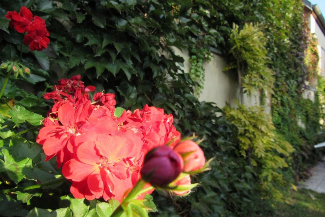 Photo of Others in Donnenheim