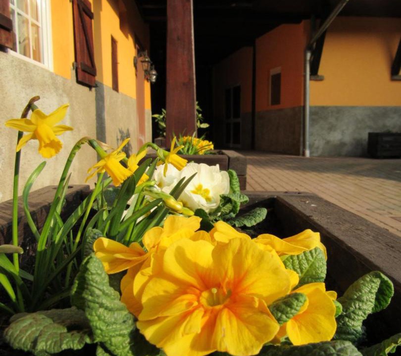 Photo of Others in Donnenheim