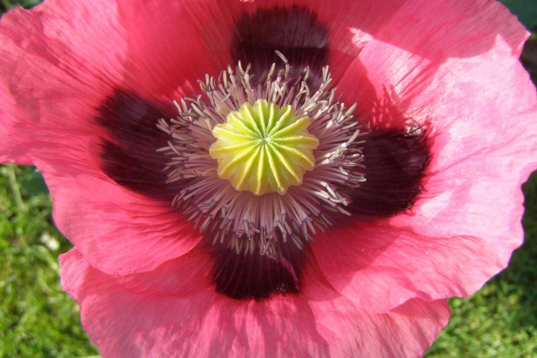 Photo of Others in Saint-Paul