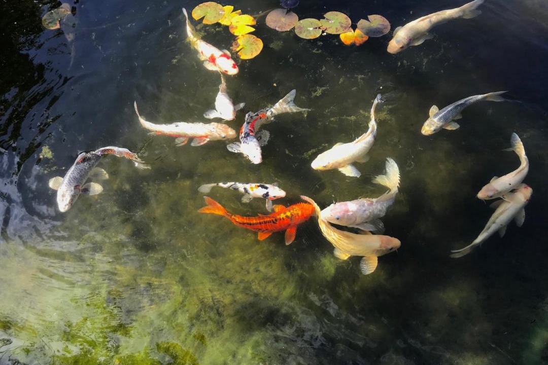 Photo of Others in West Junior College