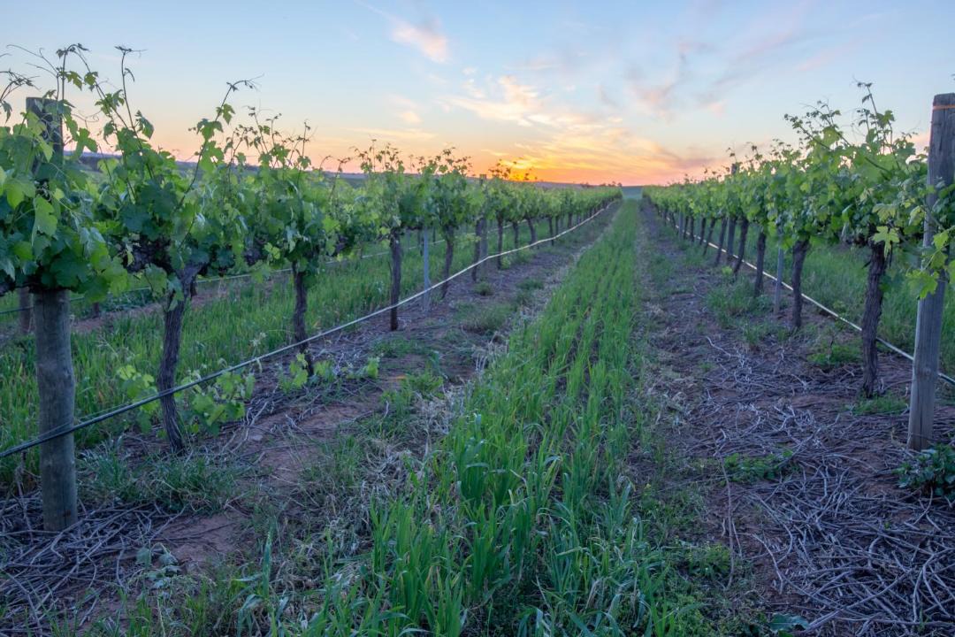 Photo of Others in Lyndoch