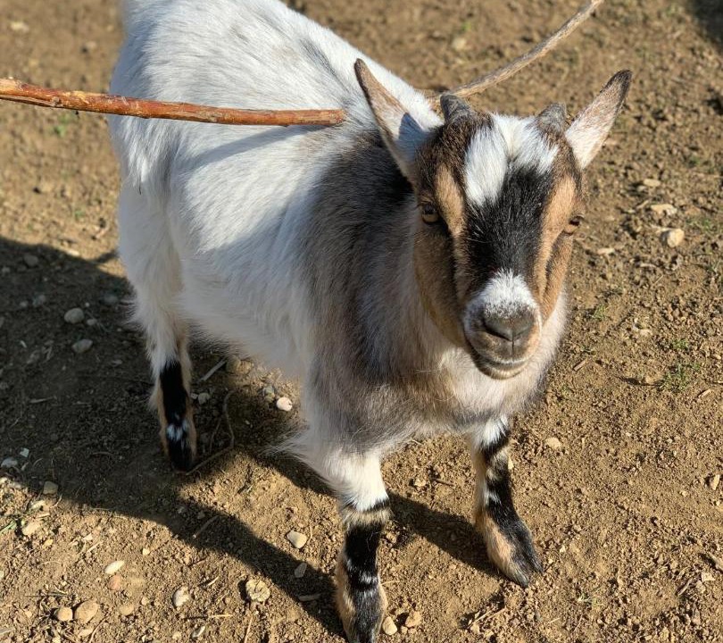 Photo of Others in Chevigny