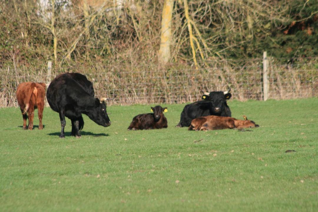 Photo of Others in Princes Risborough