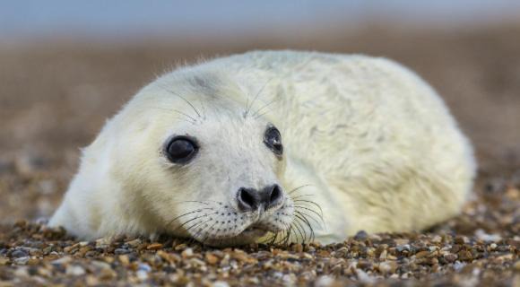 Photo of Others in Southrepps