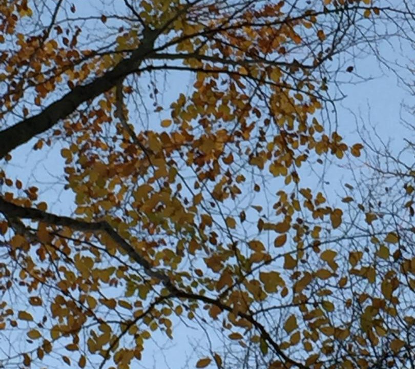 Photo of Others in Verdilly