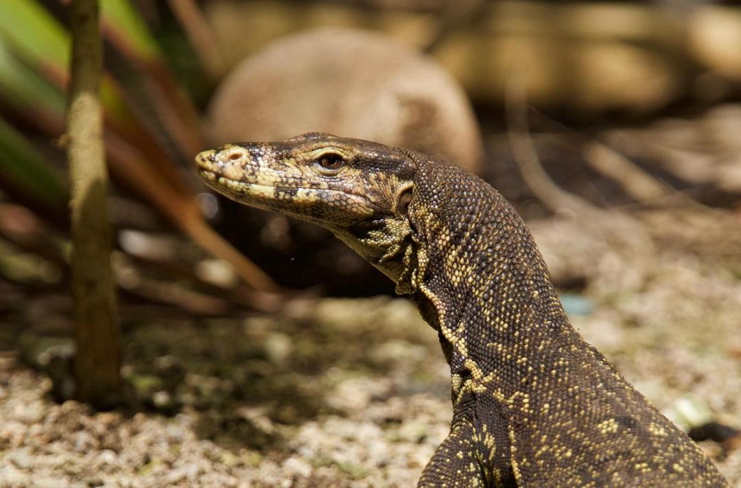 Photo of Others in Bangka Island