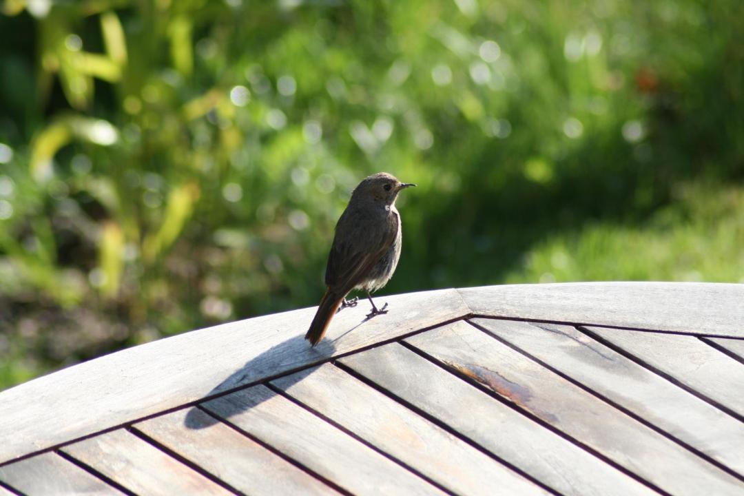 Photo of Others in Bonne