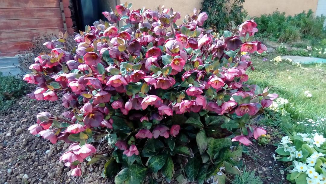 Photo of Others in Faye-d'Anjou