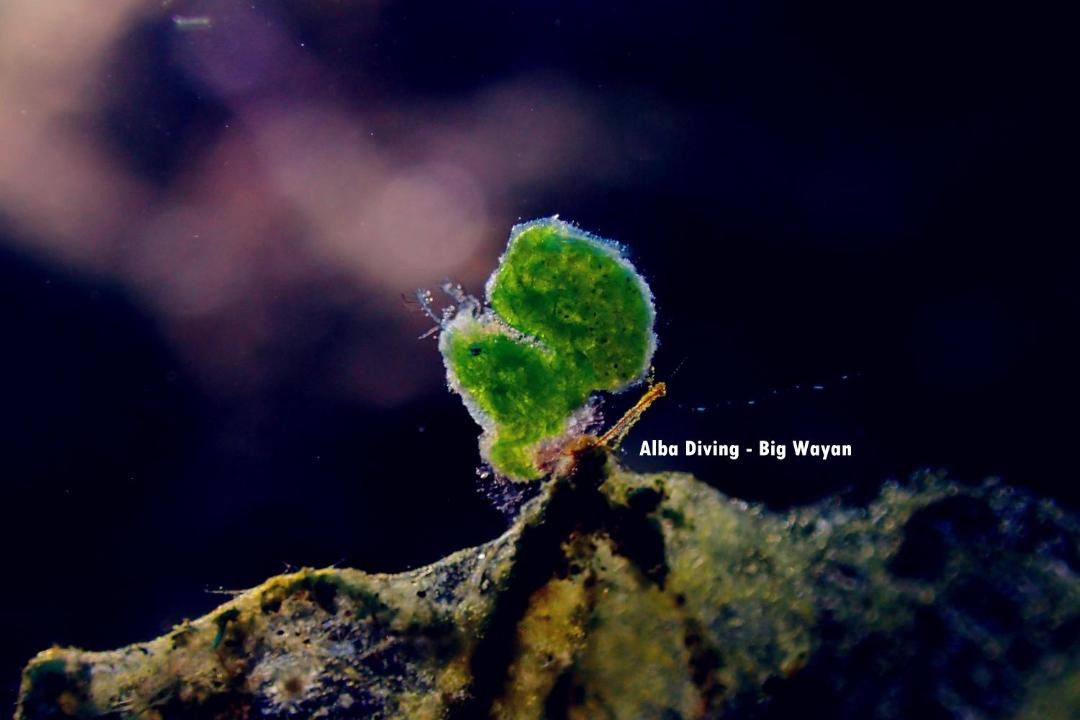 Photo of Others in Kubu