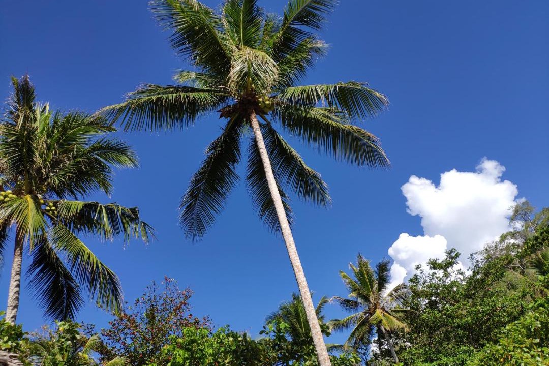 Photo of Others in Pulau Kadidi