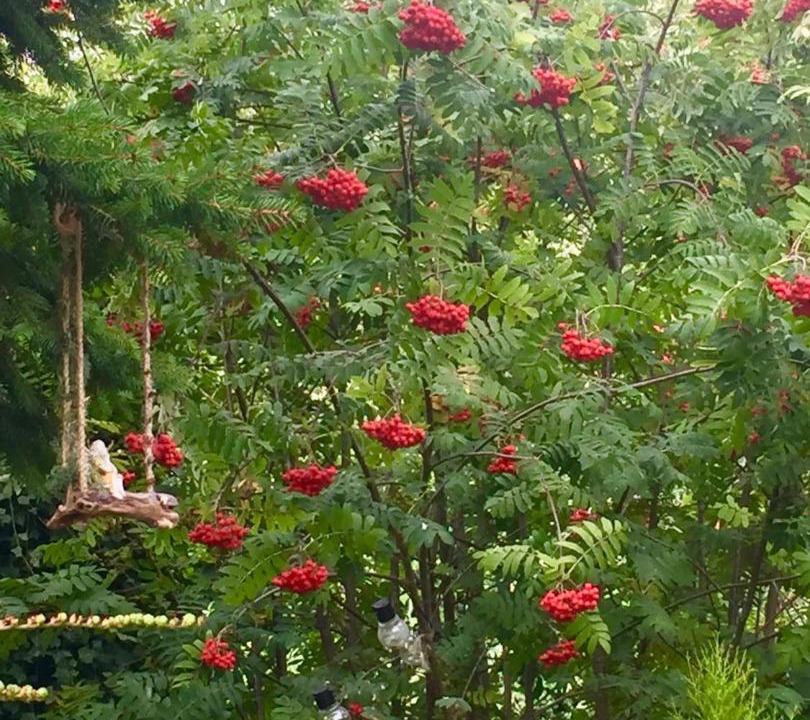 Photo of Others in Auchterarder