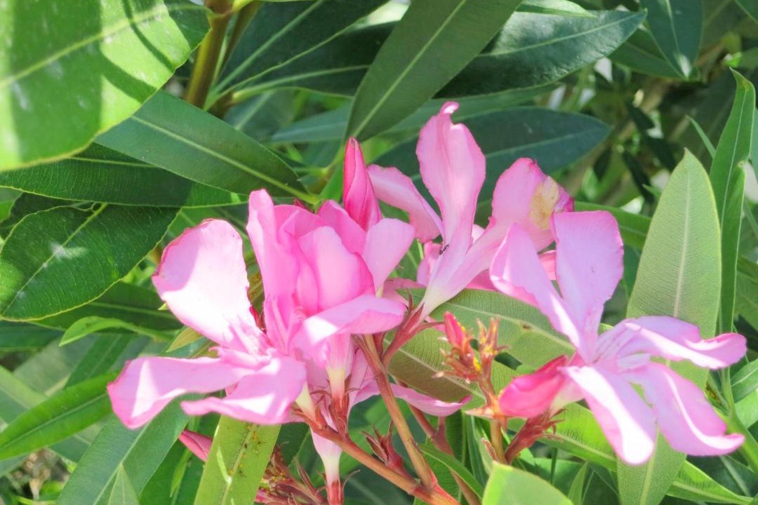 Photo of Others in Viganj