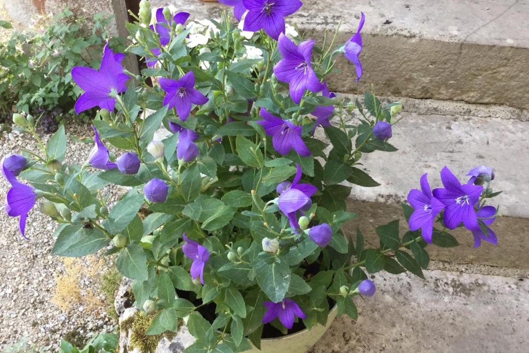 Photo of Others in Cazals