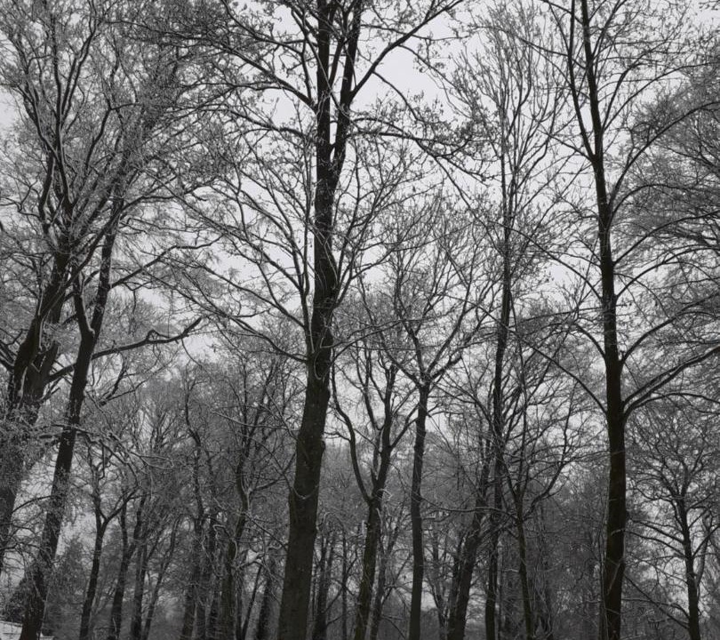 Photo of Others in Oxelaere