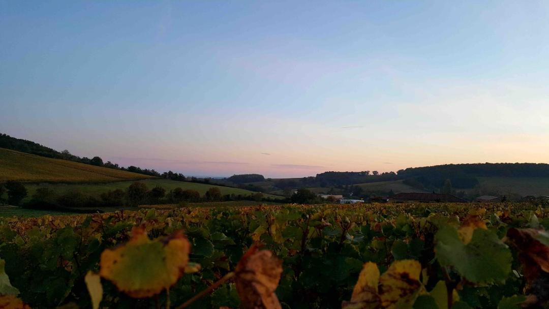 Photo of Others in Chardonnay
