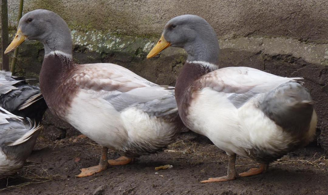 Photo of Others in Domecy-sur-Cure