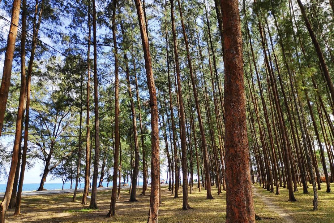 Photo of Others in Kampung Sura Masjid