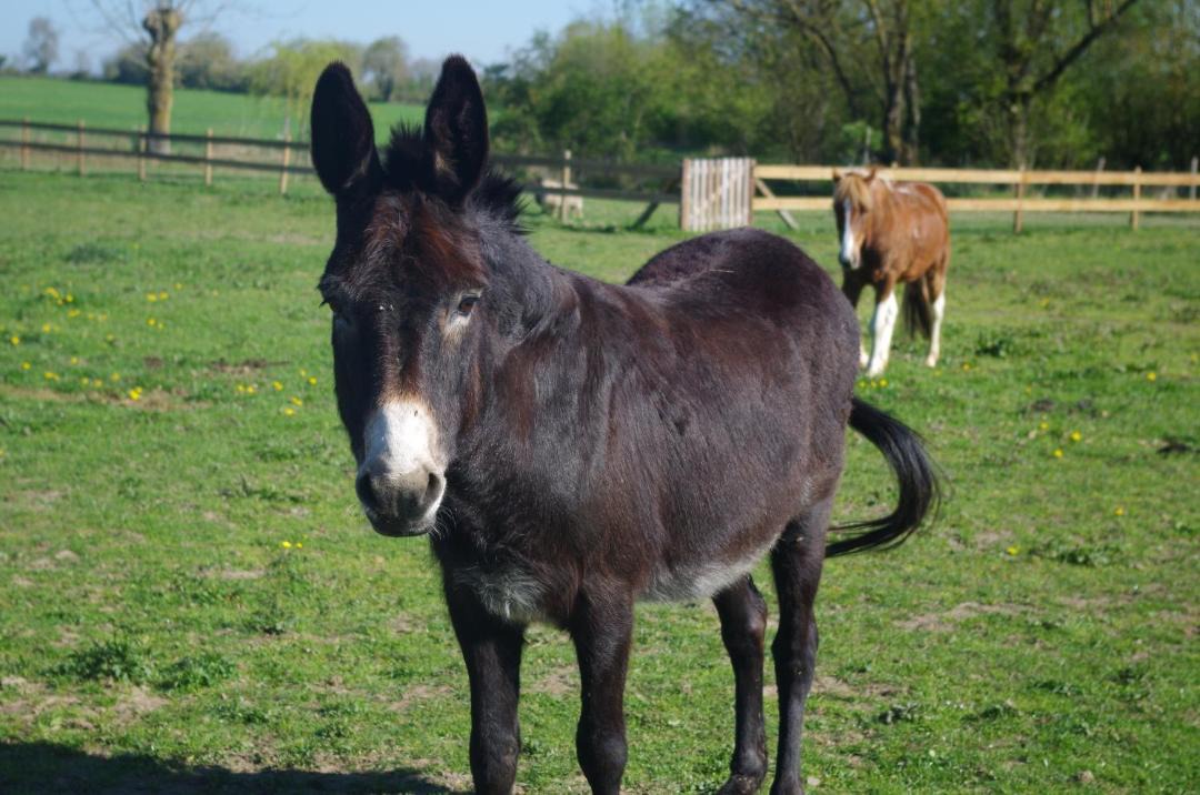 Photo of Human In Picture in Bressuire