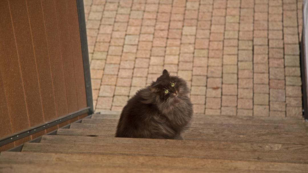 Photo of Others in Niederweningen