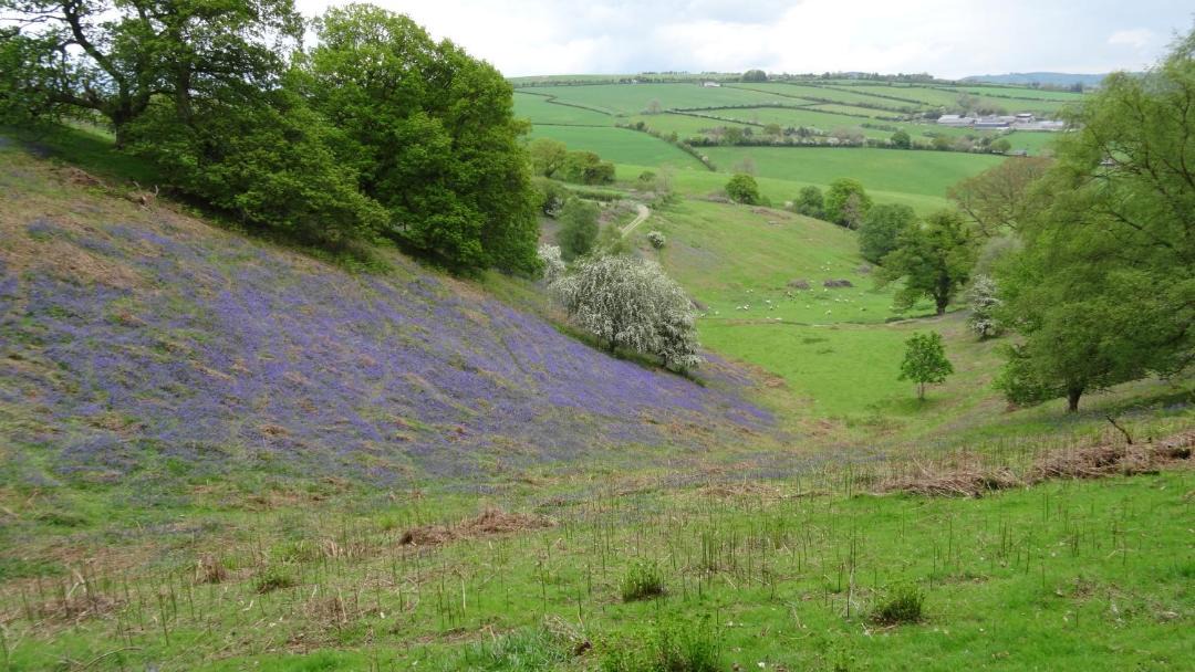Photo of Others in Bishops Castle