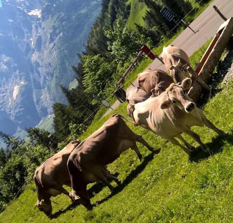 Photo of Others in Innertkirchen
