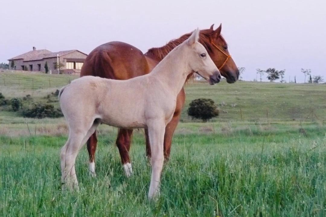 Photo of Others in Fernan Caballero