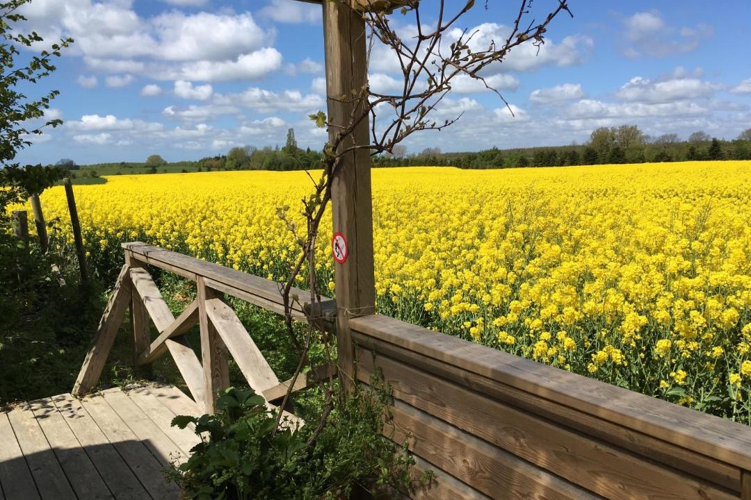 Photo of Others in Stege