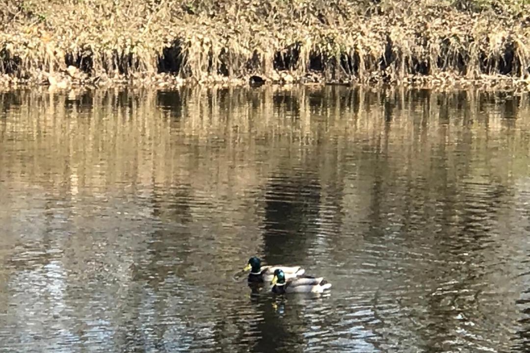 Photo of Others in Chekhov