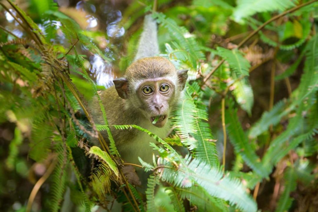 Photo of Others in Bukit Lawang