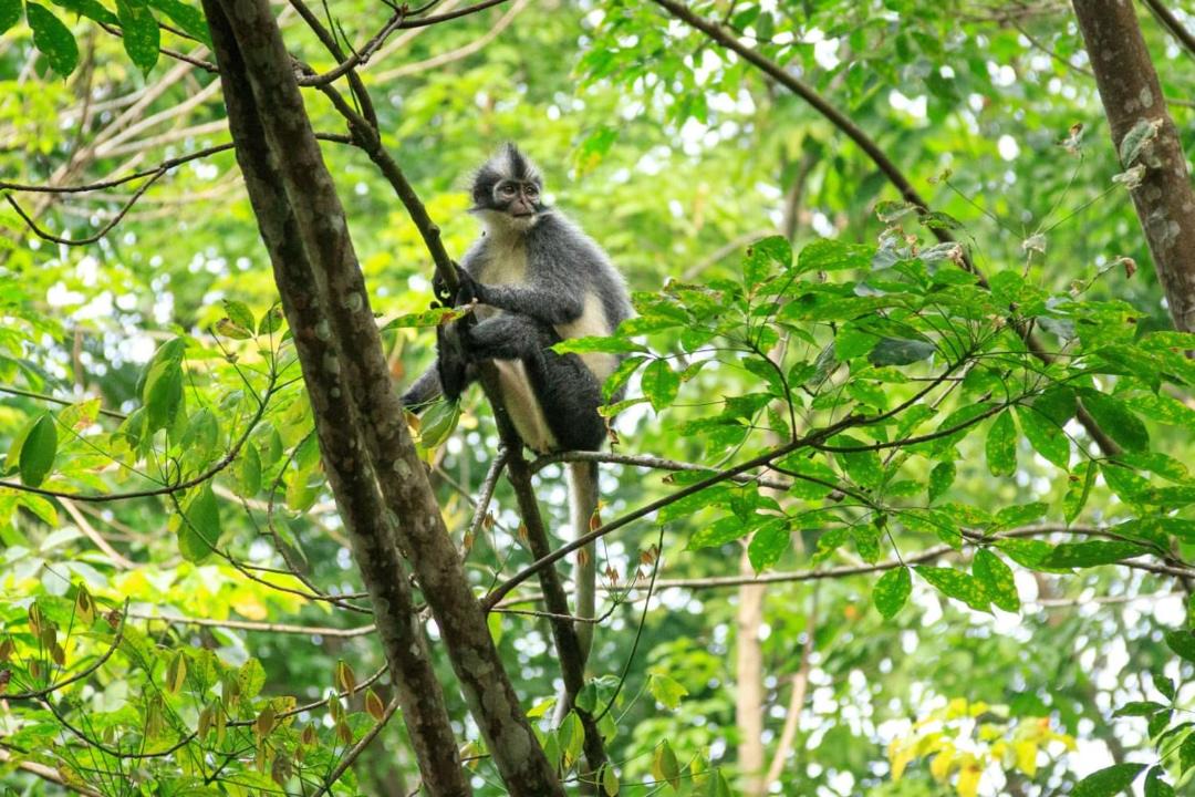 Photo of Human In Picture in Bukit Lawang