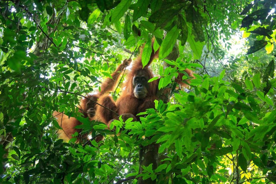 Photo of Others in Bukit Lawang