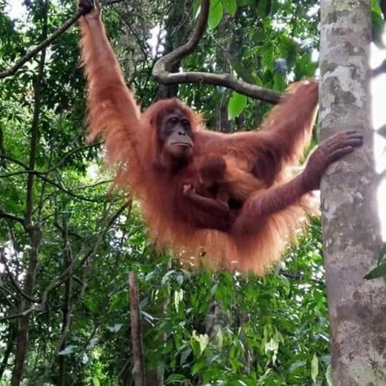 Photo of Others in Bukit Lawang