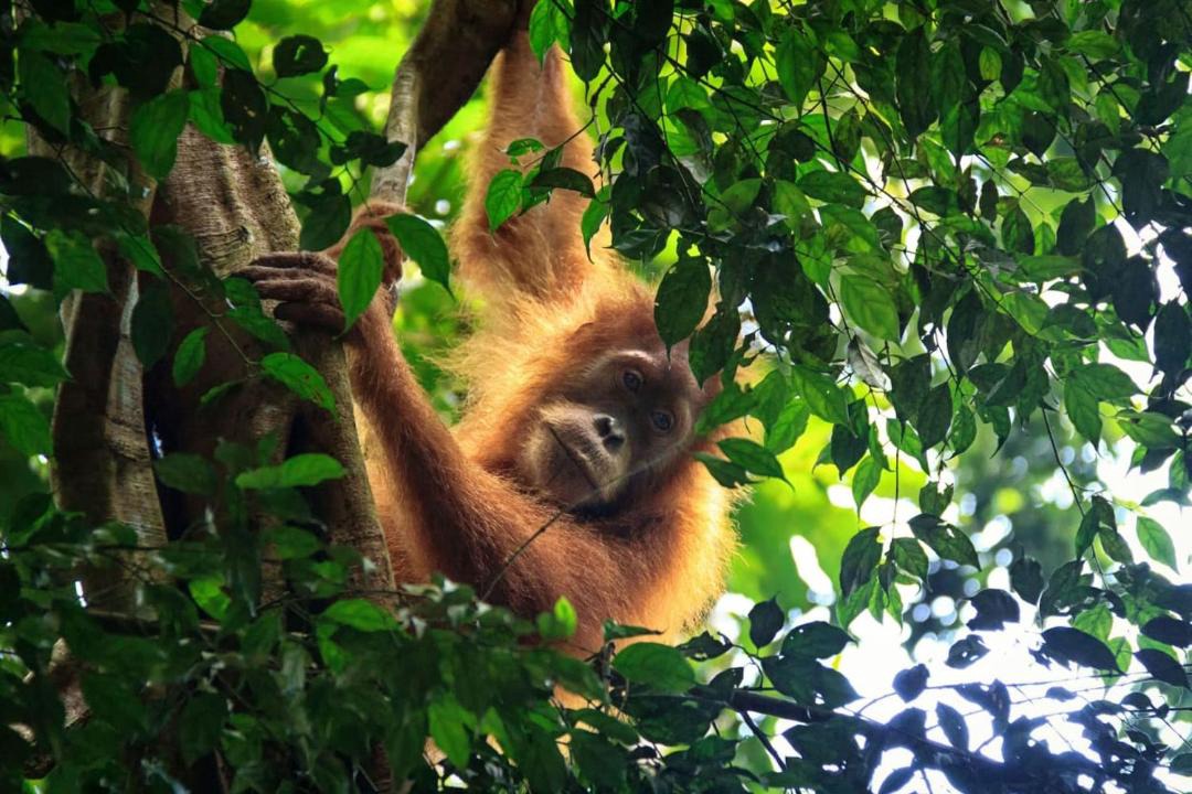 Photo of Others in Bukit Lawang