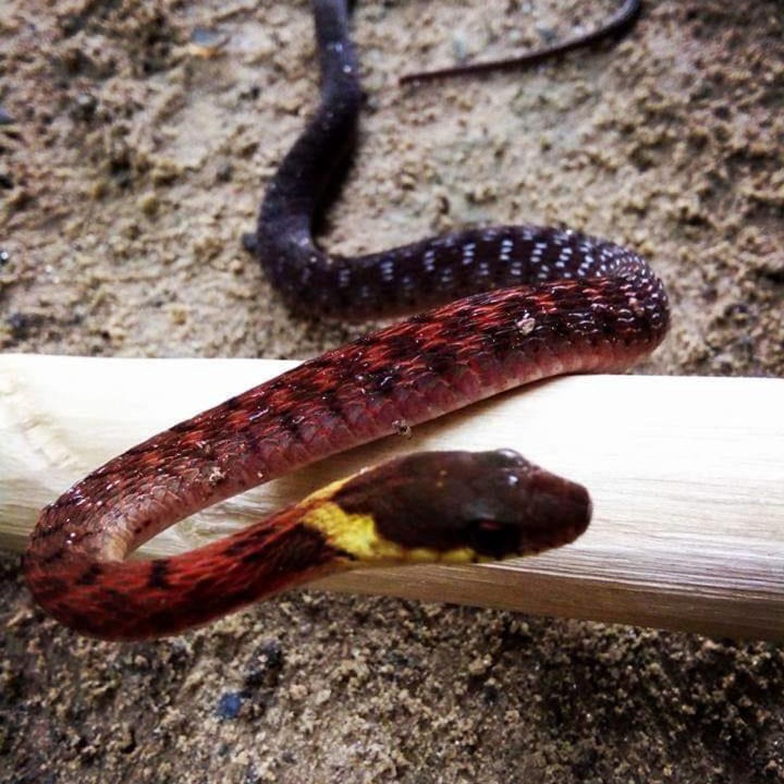 Photo of Others in Bukit Lawang