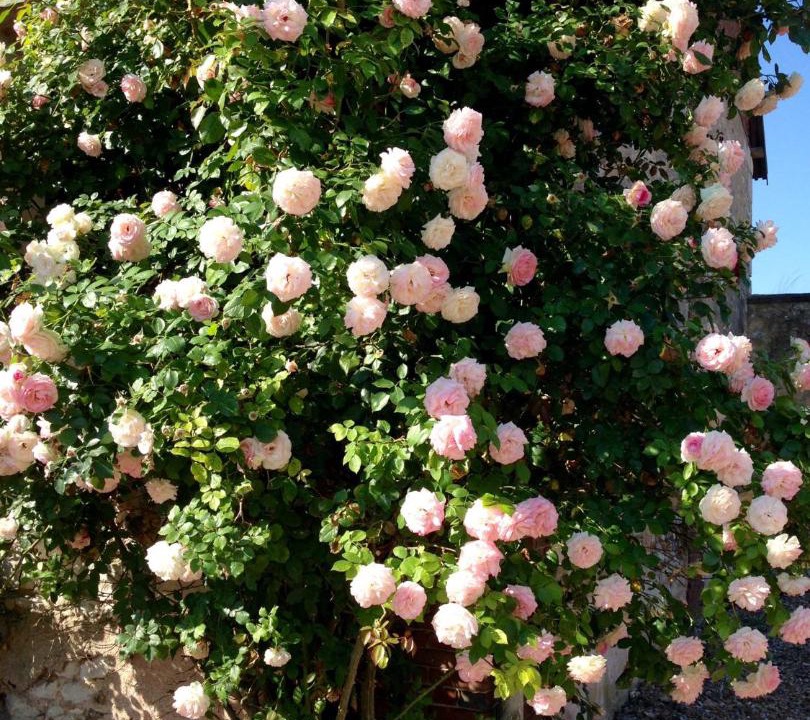 Photo of Others in Gauciel