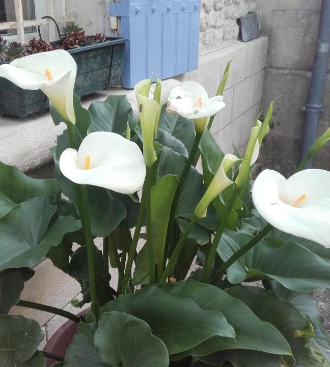 Photo of Others in Allas-Bocage