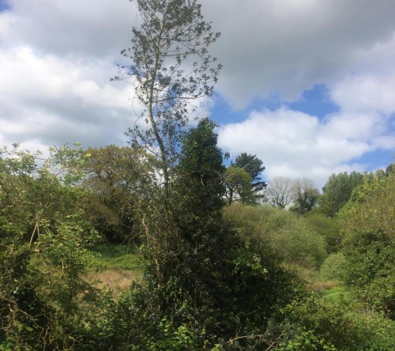 Photo of Others in Bude