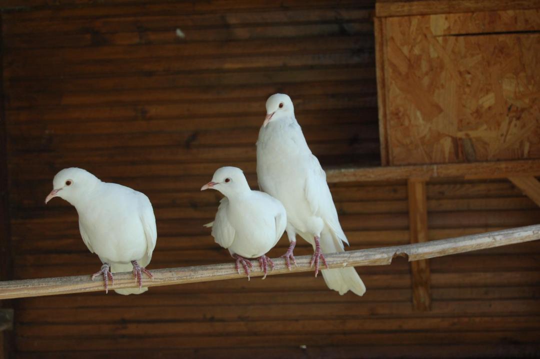 Photo of Others in Mervans