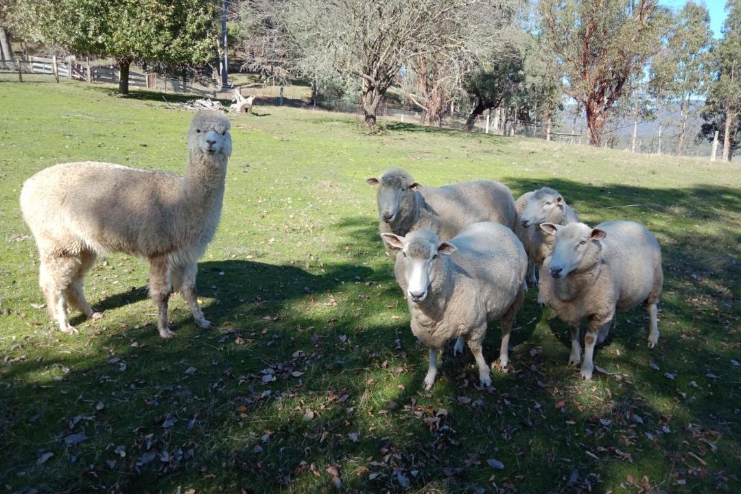 Photo of Others in Freeburgh