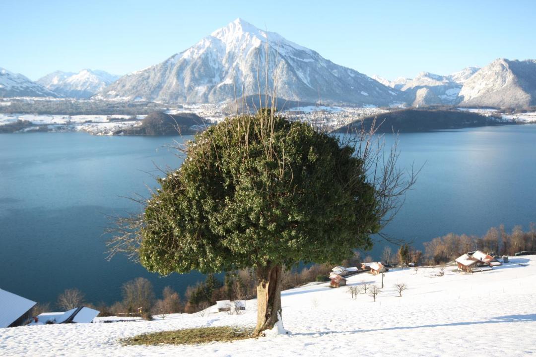 Photo of Others in Sigriswil