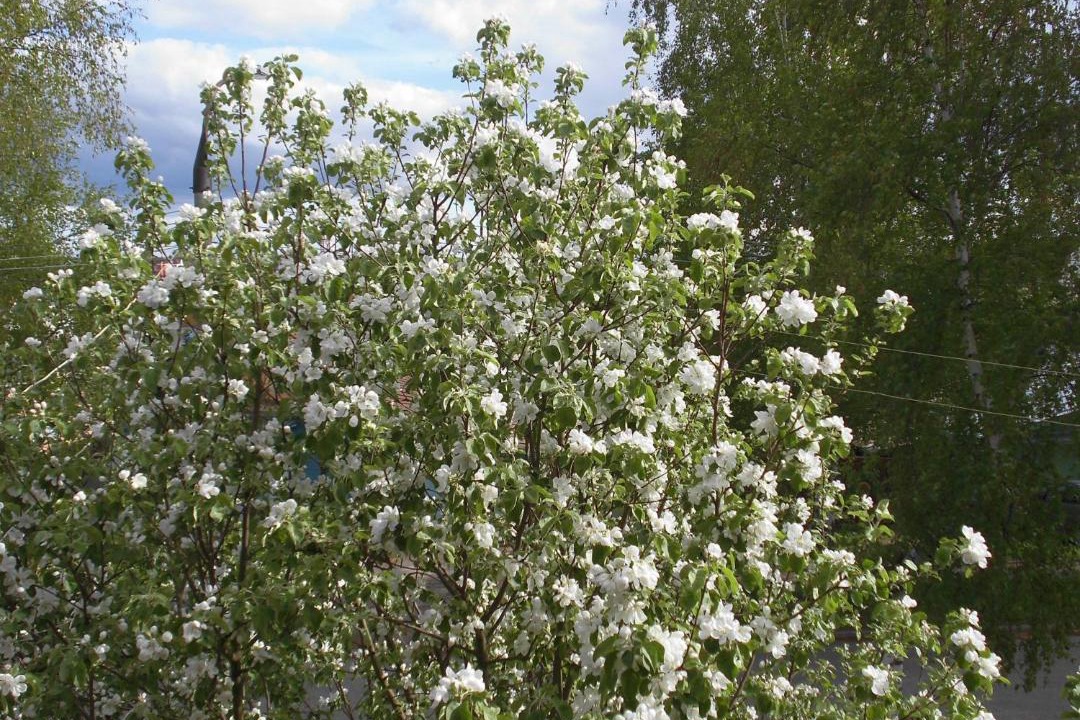 Photo of Outdoor in Suzdal