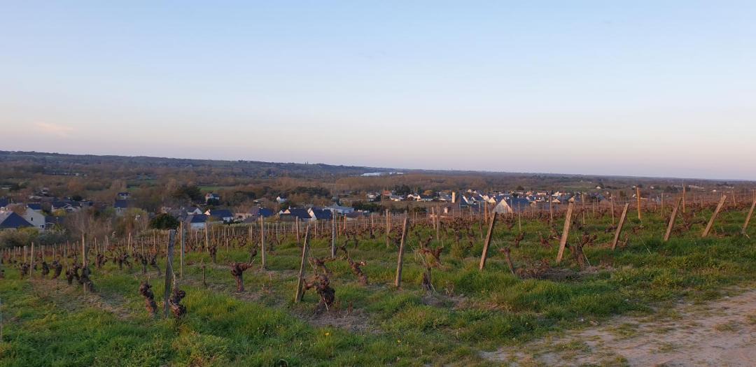 Photo of Others in Rochefort-sur-Loire