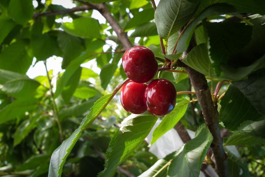 Photo of Human In Picture in Paeroa