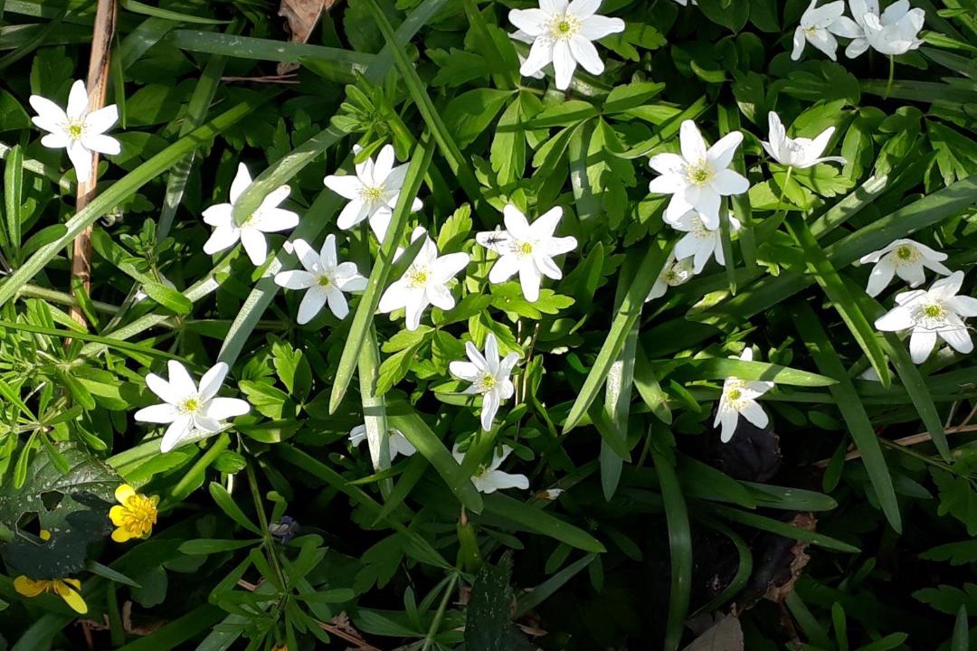Photo of Outdoor in Jumieges