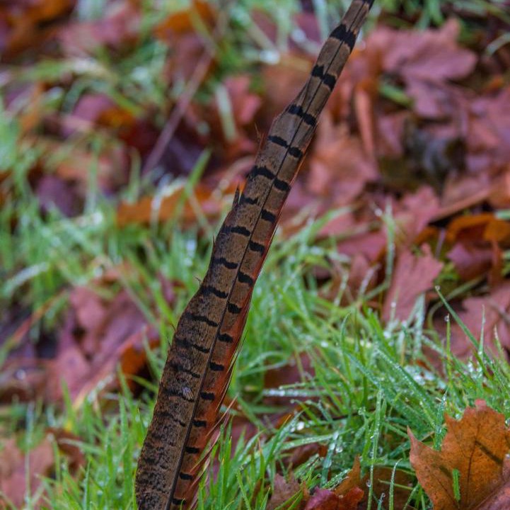 Photo of Outdoor in Edrom