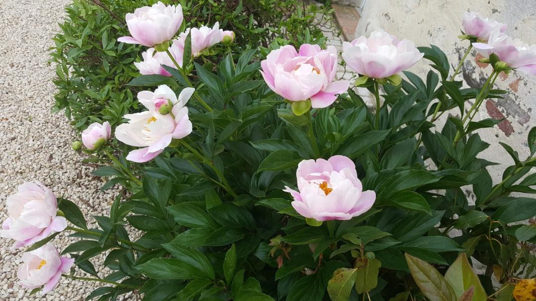 Photo of Outdoor in Le Boupere
