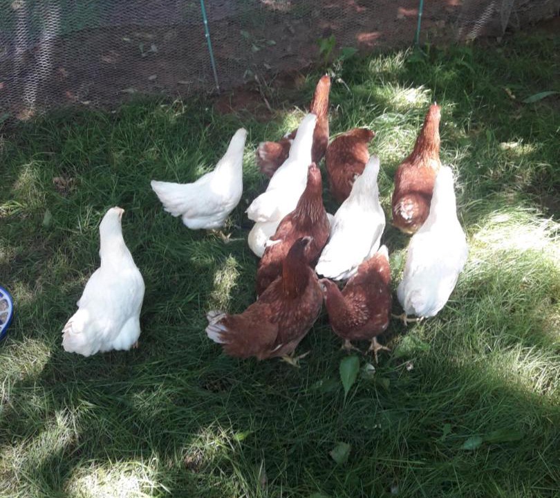 Photo of Others in Anne's Land