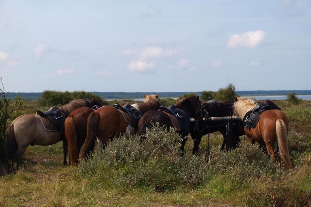 Photo of Others in Læsø