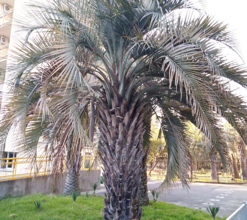 Photo of Others in Golubye Dali